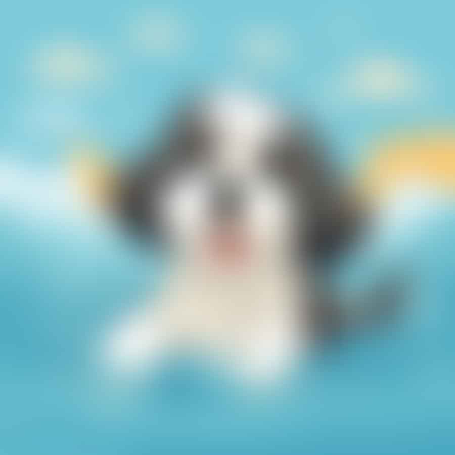 Sheepadoodle happily swimming in a pool