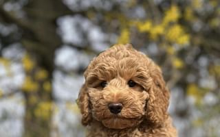 How can I find a reputable golden doodle breeder?