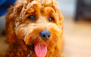 What are mini golden doodles known for?