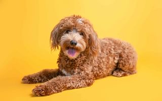 What are the characteristics of Goldendoodle dogs?