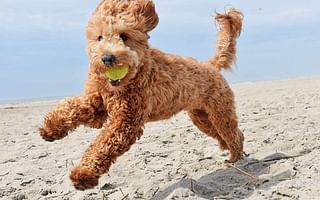 What are the different types of doodle breeds?