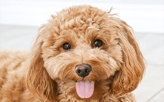 What are the grooming requirements for different types of doodle breeds?