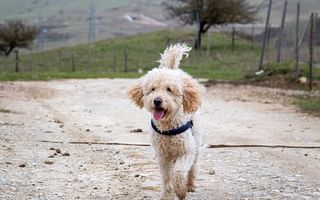 What are the pros and cons of owning a golden doodle?