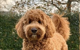 What is the average lifespan of a doodle breed?