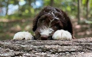 What is the best doodle dog breed?