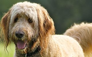 Who are some reputable Golden Doodle breeders in the US?