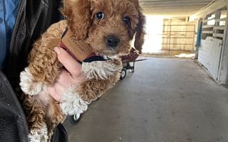 Why are Doodles (Poodle Mixes) Often Expensive?